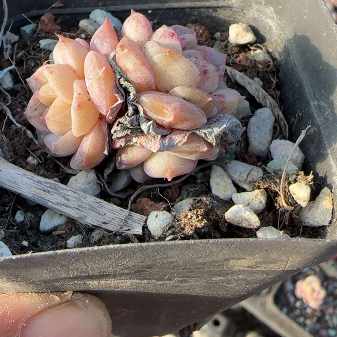 多肉小卡拉米糖心一物一拍