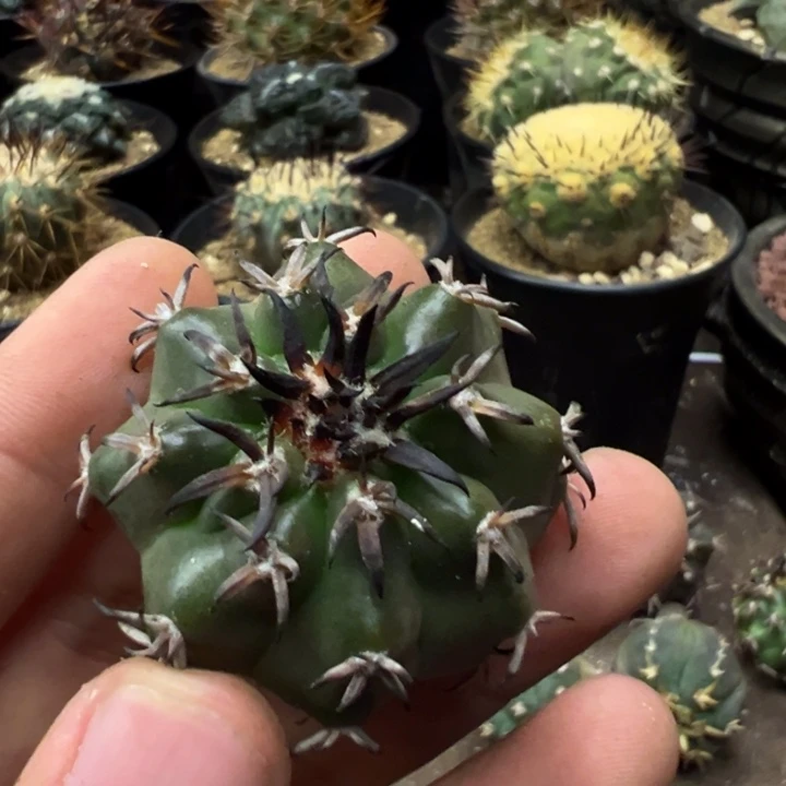 我*K仙人球一物一盆