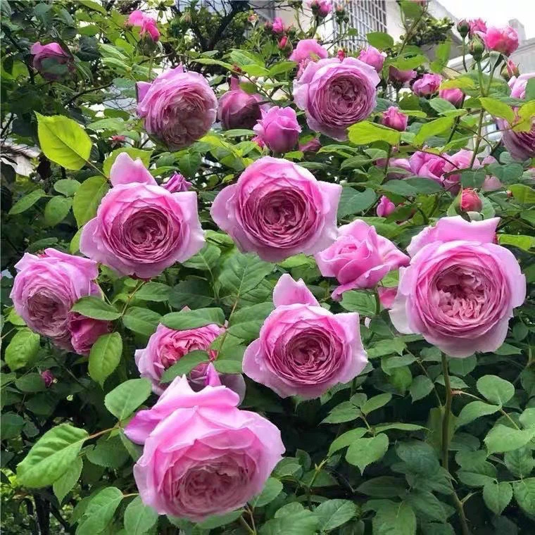 【自由精神】藤本月季当年开花月季花苗庭院植物紫色栽培春季夏季