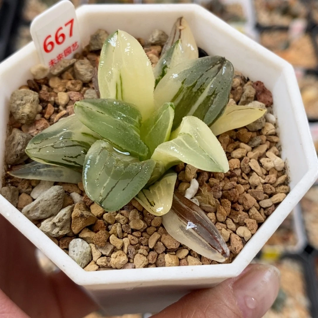 667冰城寿锦一物一图