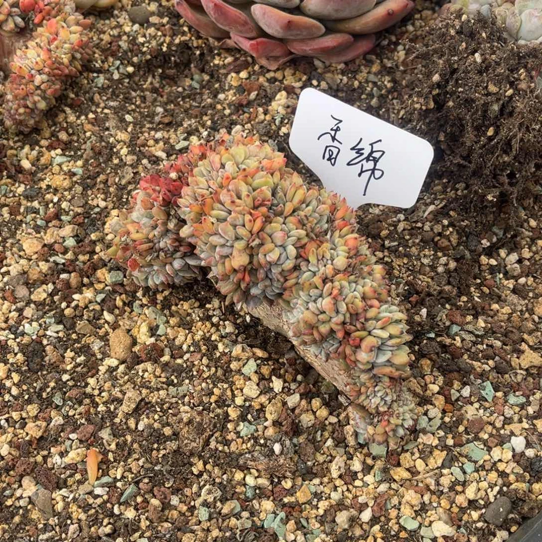 香***纸香绵姐的星颖缀化一物一拍