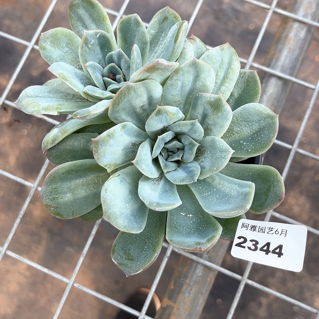 阿雅园艺。   2344泡泡纱裙