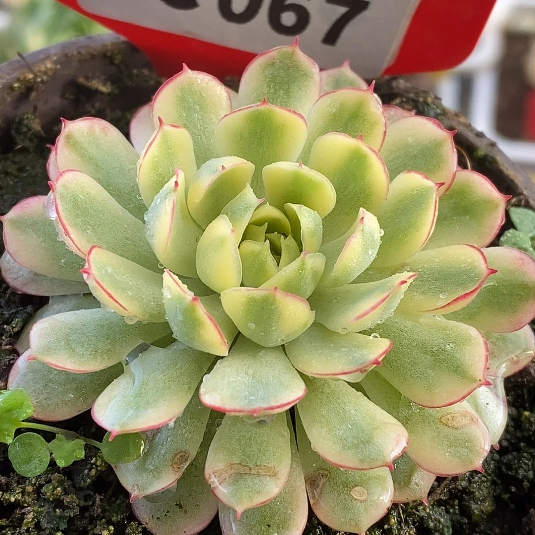 067哈哈哈哈哈哈哈哈哈