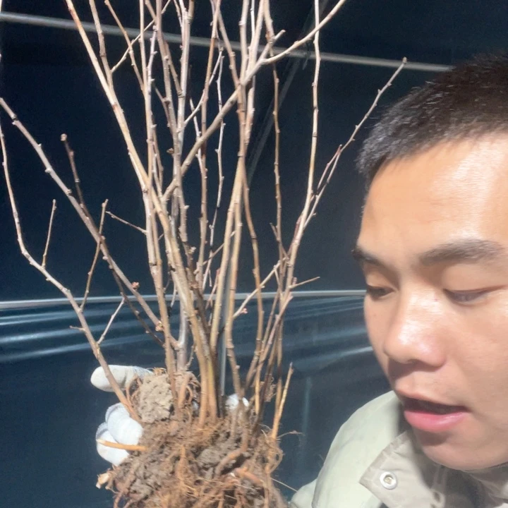 原生绿宝石海棠花一颗