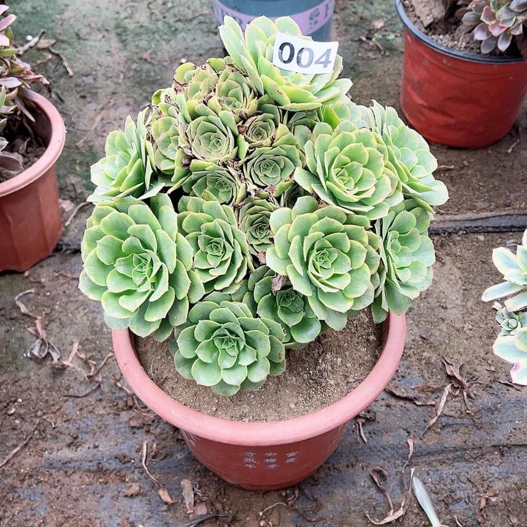 多肉植物金秋004号