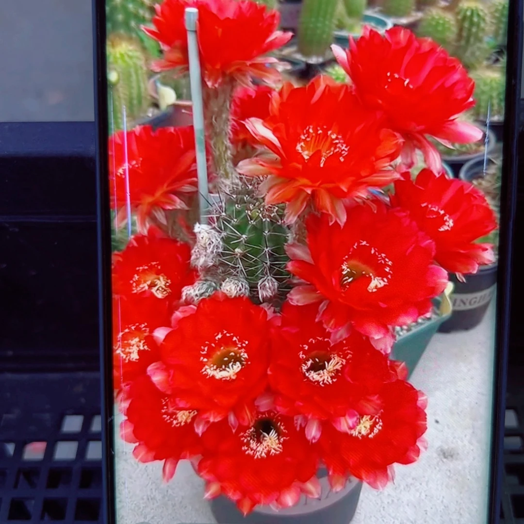 下85彩草心火歪无根侧芽4公分左右20包邮