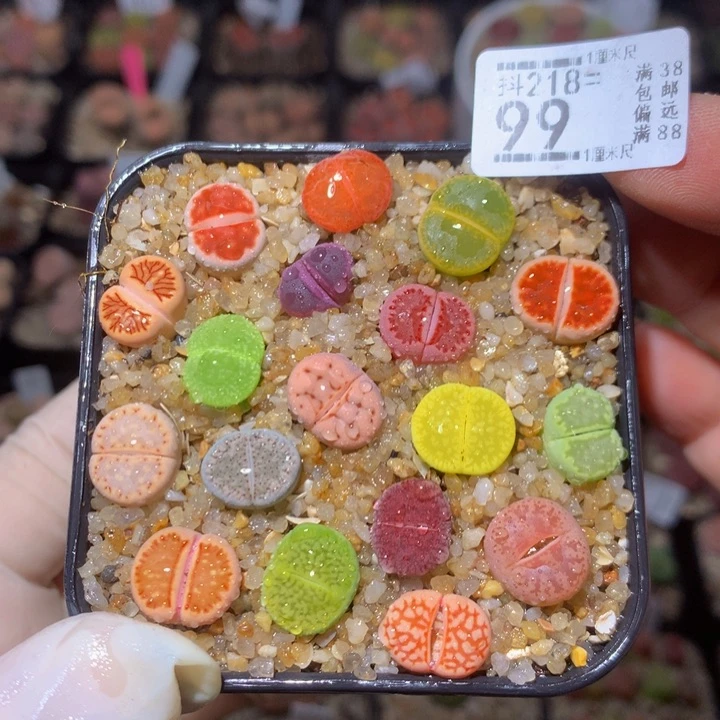 精品生石花218.99