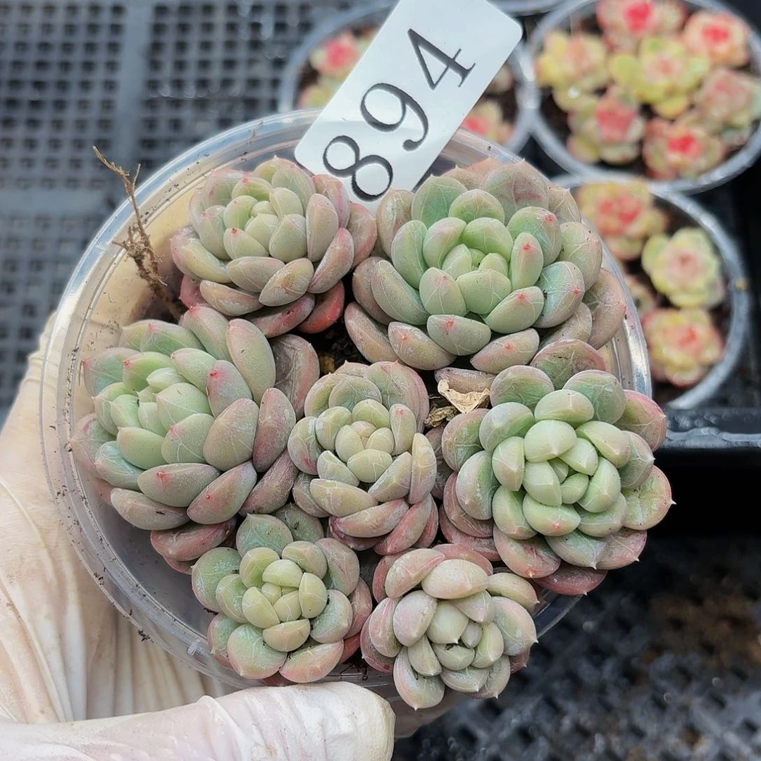 多肉植物多肉植物894