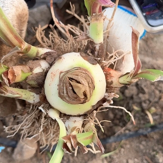 索菲亚1号籽播苗  7.5+8开花可能变异 开花无售后