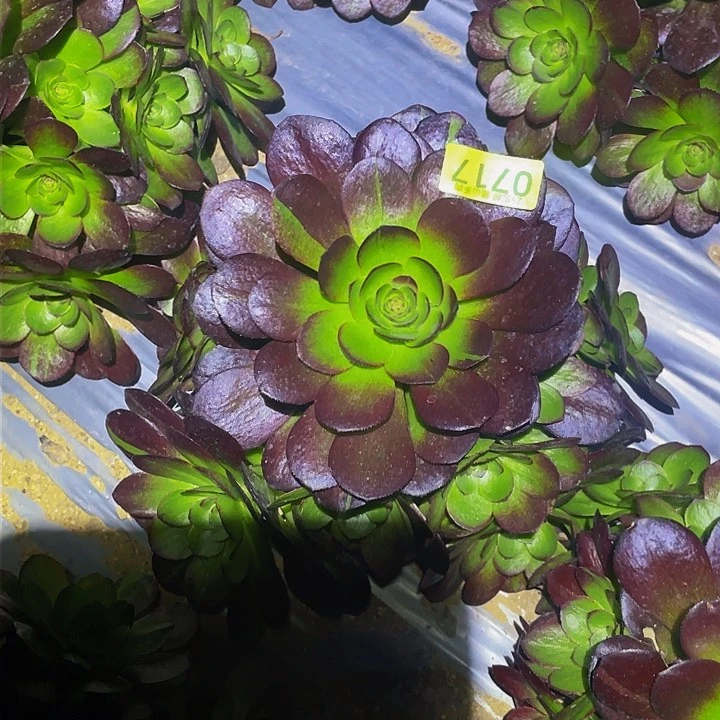 0717黑魔花脸多肉植物