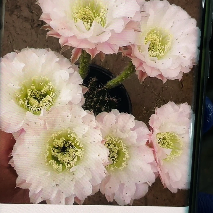 云雾侧芽歪4-5公分满18包邮