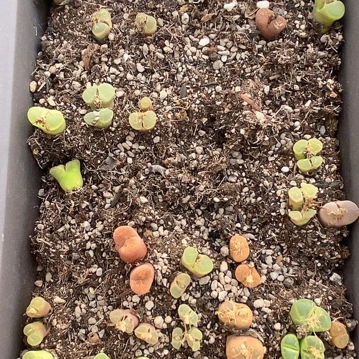 桃喜花园0124-35风铃一盆