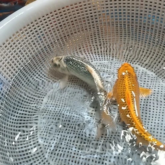 海水锦鲤冷水鱼好养耐活