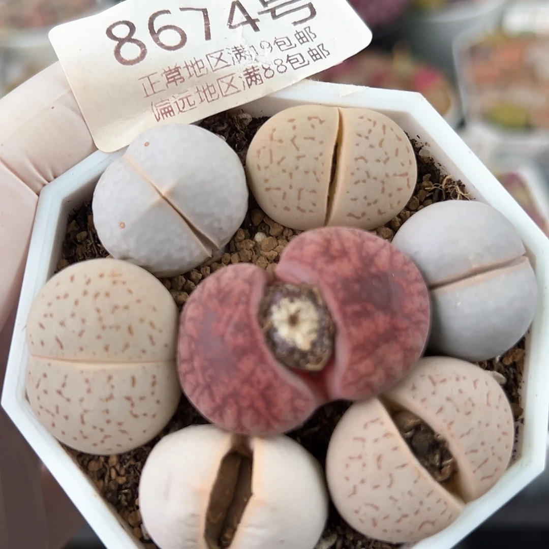 好养易活生石花大母本8674