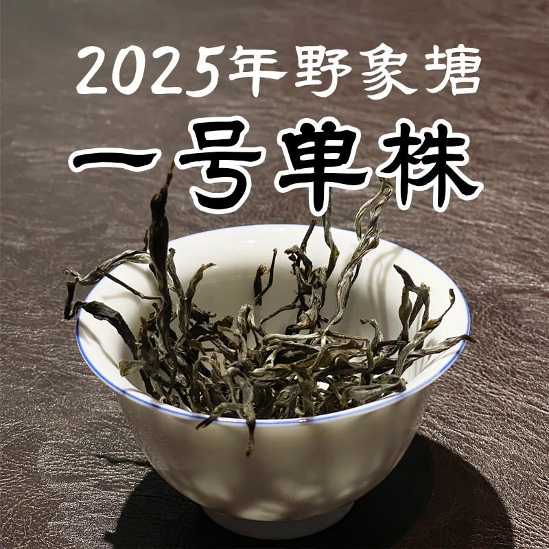 [1號单株]2025年野象塘单株国有林古树头春头采春茶