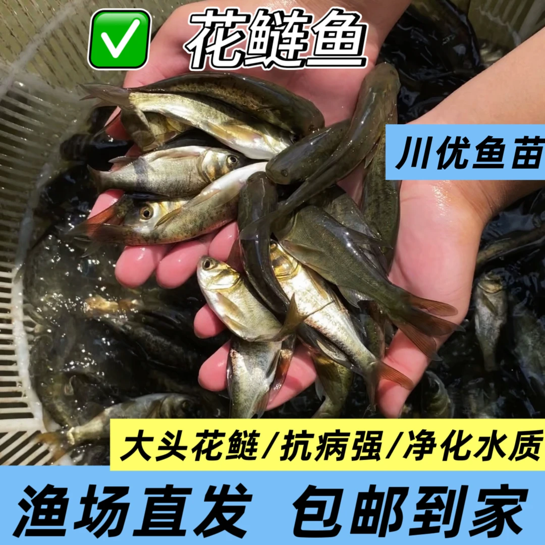 【花鲢按斤称】花鲢鱼胖头鱼大头鱼 净化水质观赏鱼食用 渔场直发