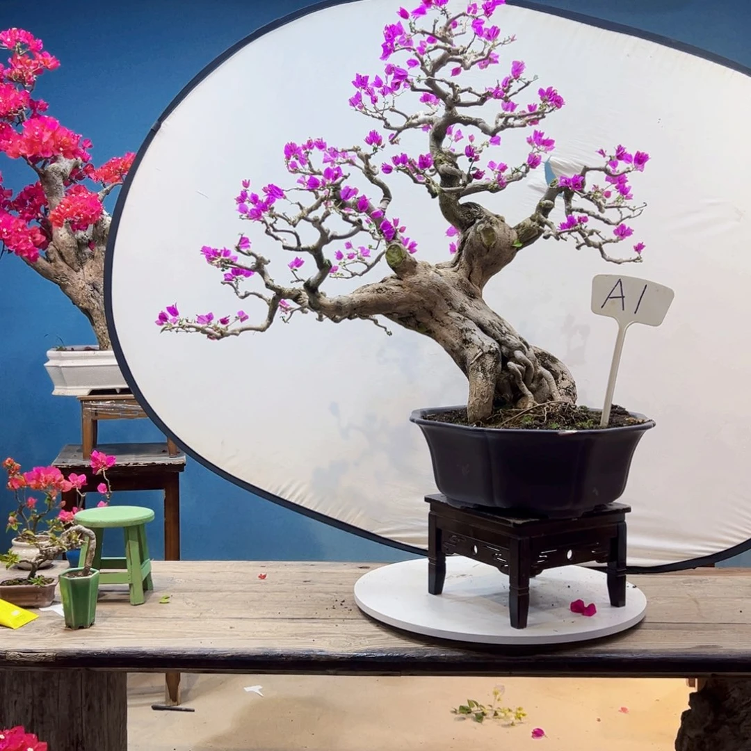 星***光无花朵小叶紫三角梅