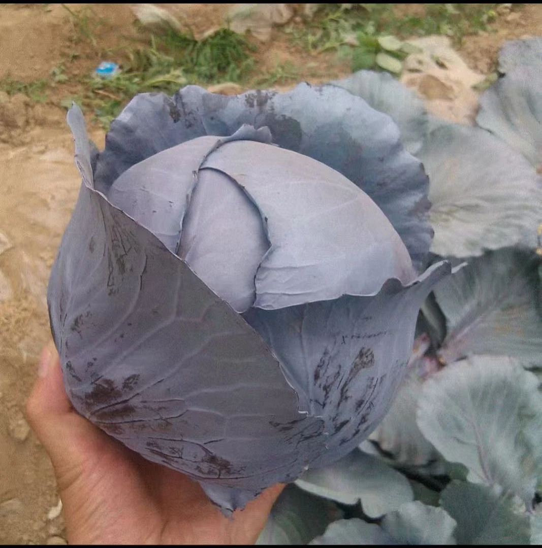 【主播推荐】减脂轻食代餐紫甘蓝新鲜清脆爽口农家自种紫甘蓝