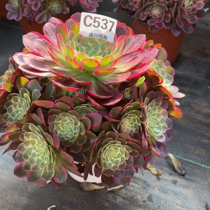 瑞妈多肉植物537