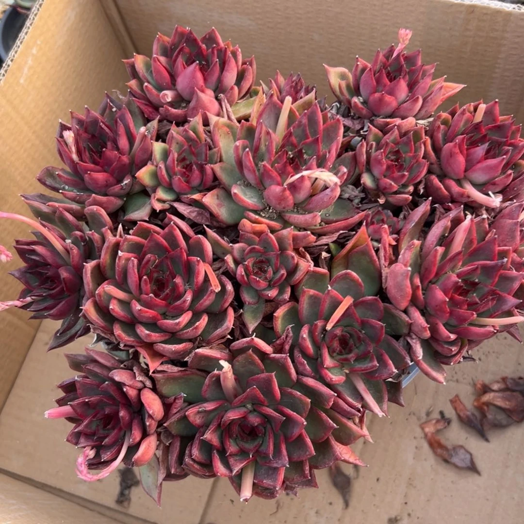 多肉植物野马冬云