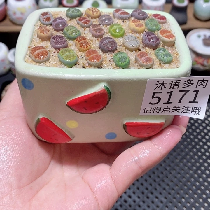 带盆土植物 一物一拍5171