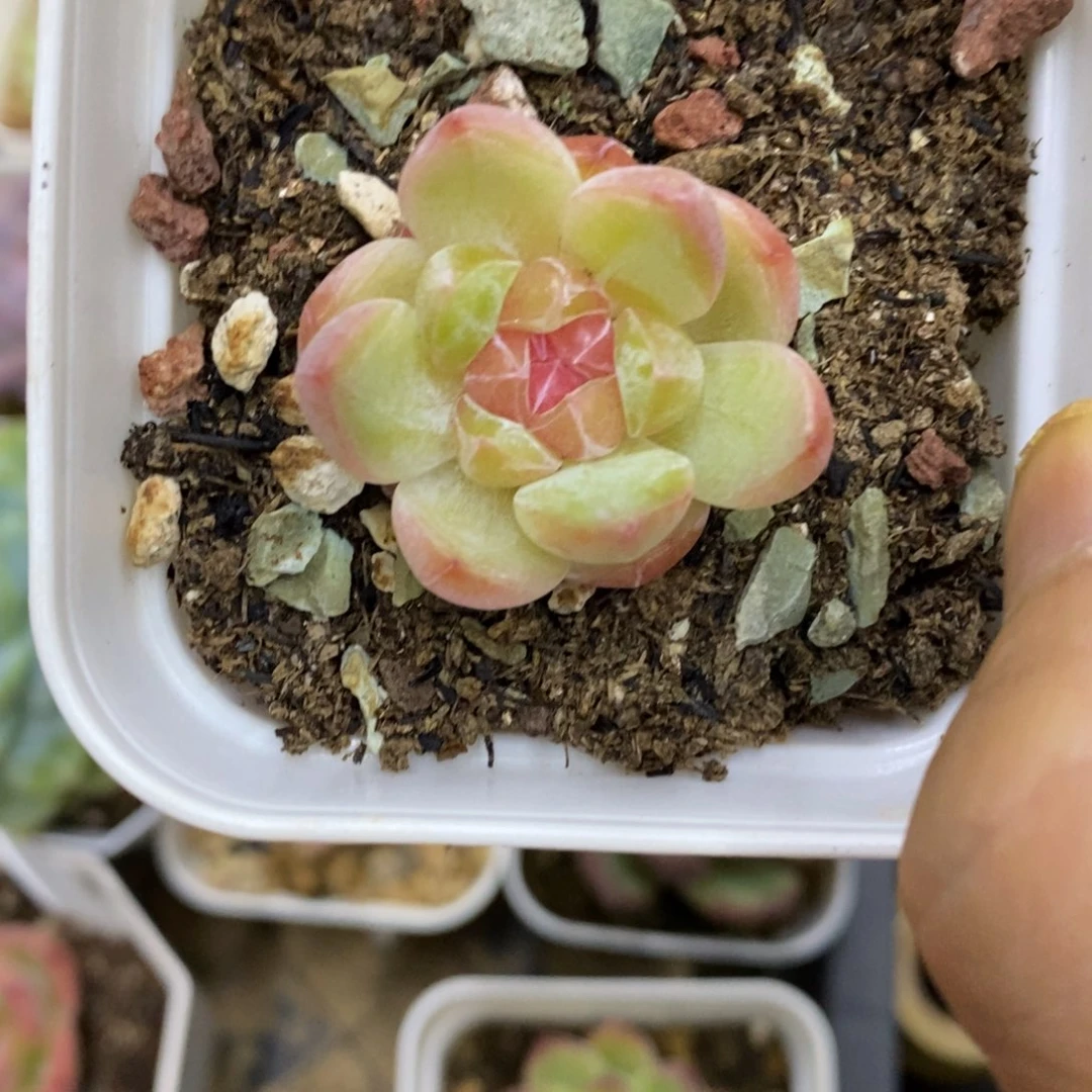 精品多肉一物一拍不包整292