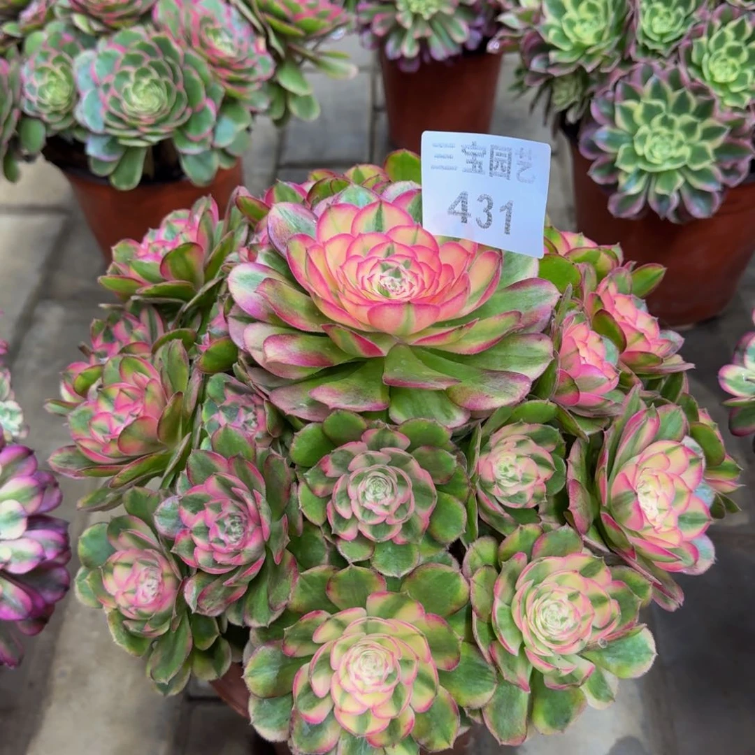 琼*多肉植物431荔枝