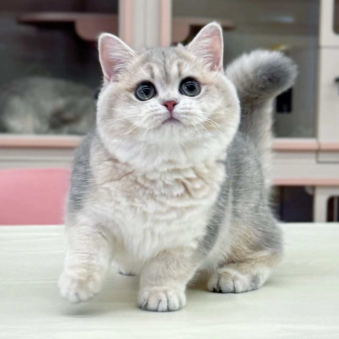 酸辣粉-ay11蓝金妹妹 4个月 疫苗齐全