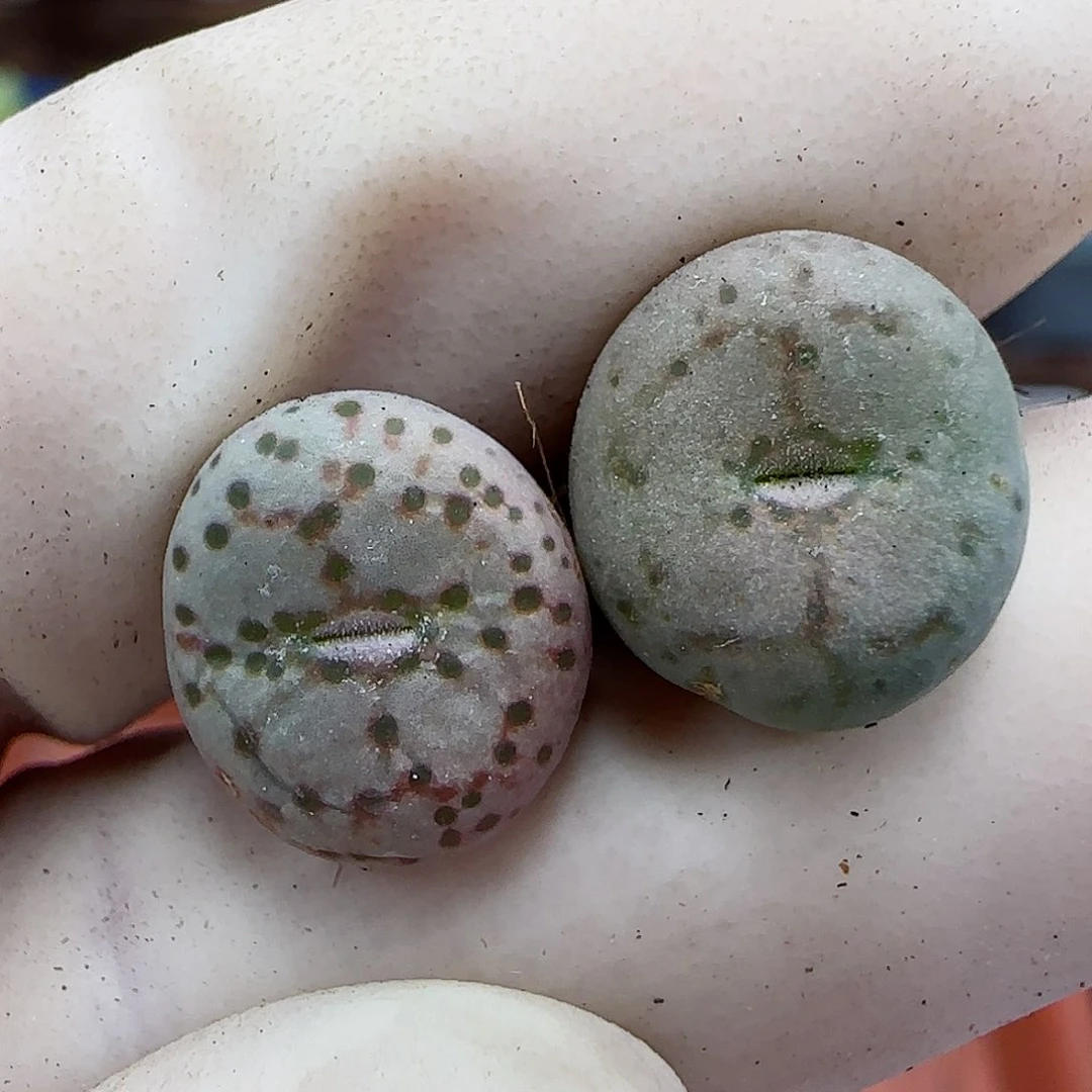 064火龙果杂交福利