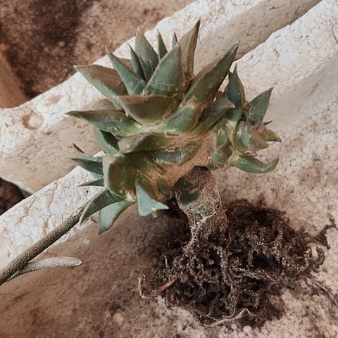 2893处理仙人球的方法