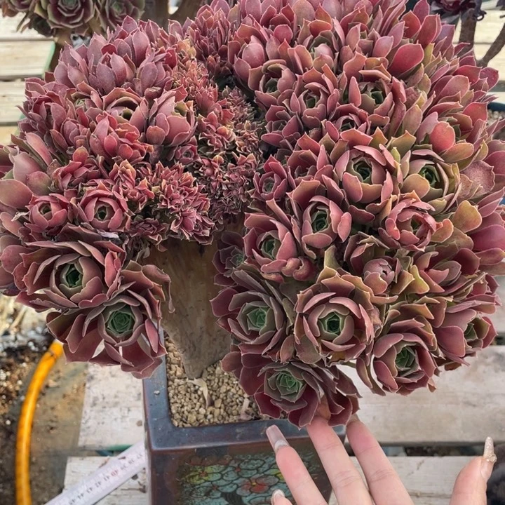 多肉葡萄多水果葡萄也筽哦哦哦