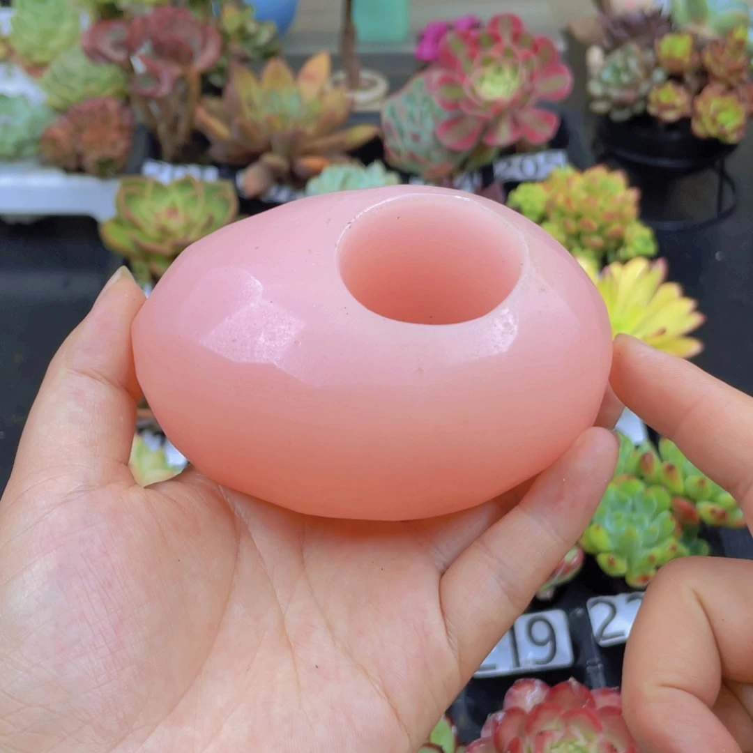 无花朵无土栽培多肉植物