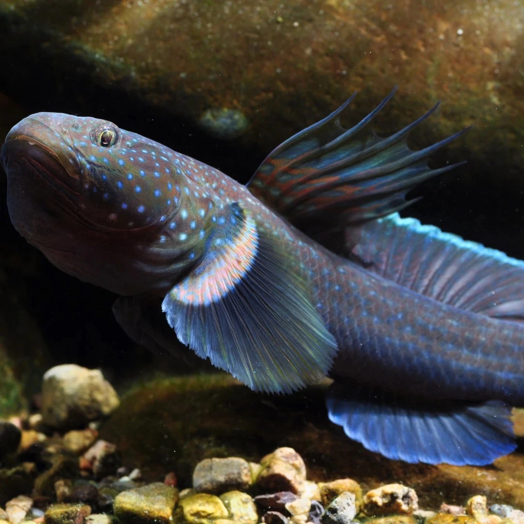 观赏鱼短棘稿虾虎超大尺寸一条包邮