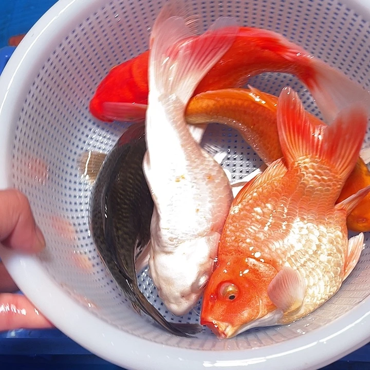 锦鲤纯种血统锦鲤观赏鱼