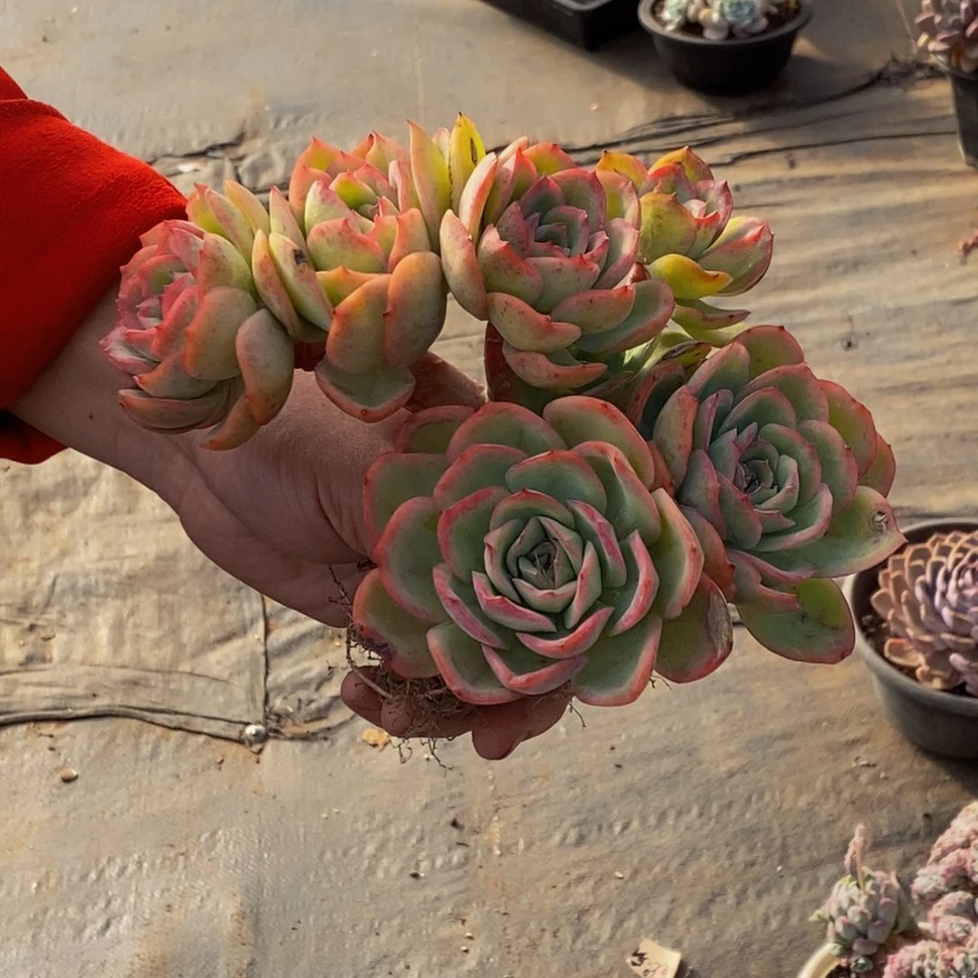 丑*井48包邮一物一拍多肉植物