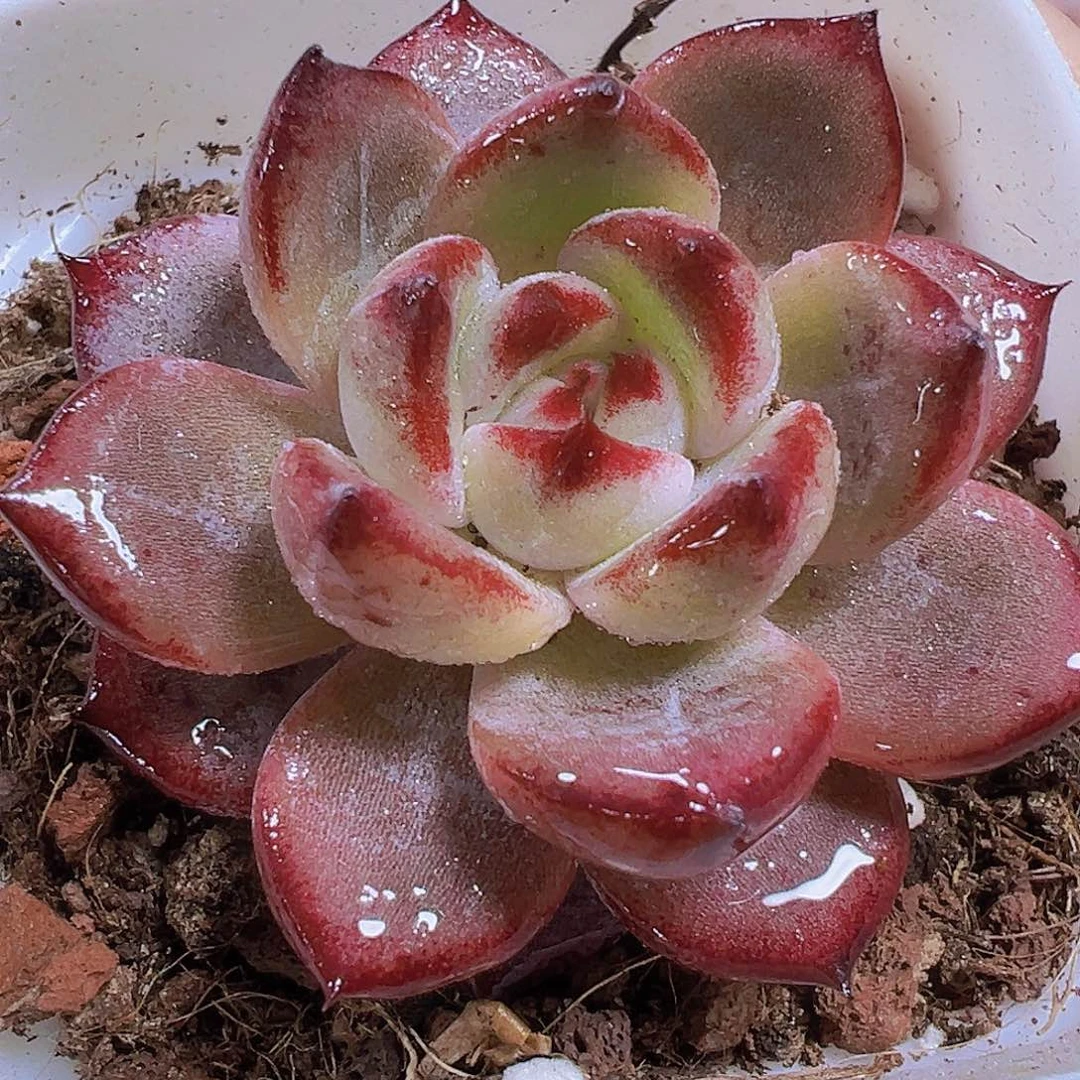 夜魔侠19包邮多肉植物