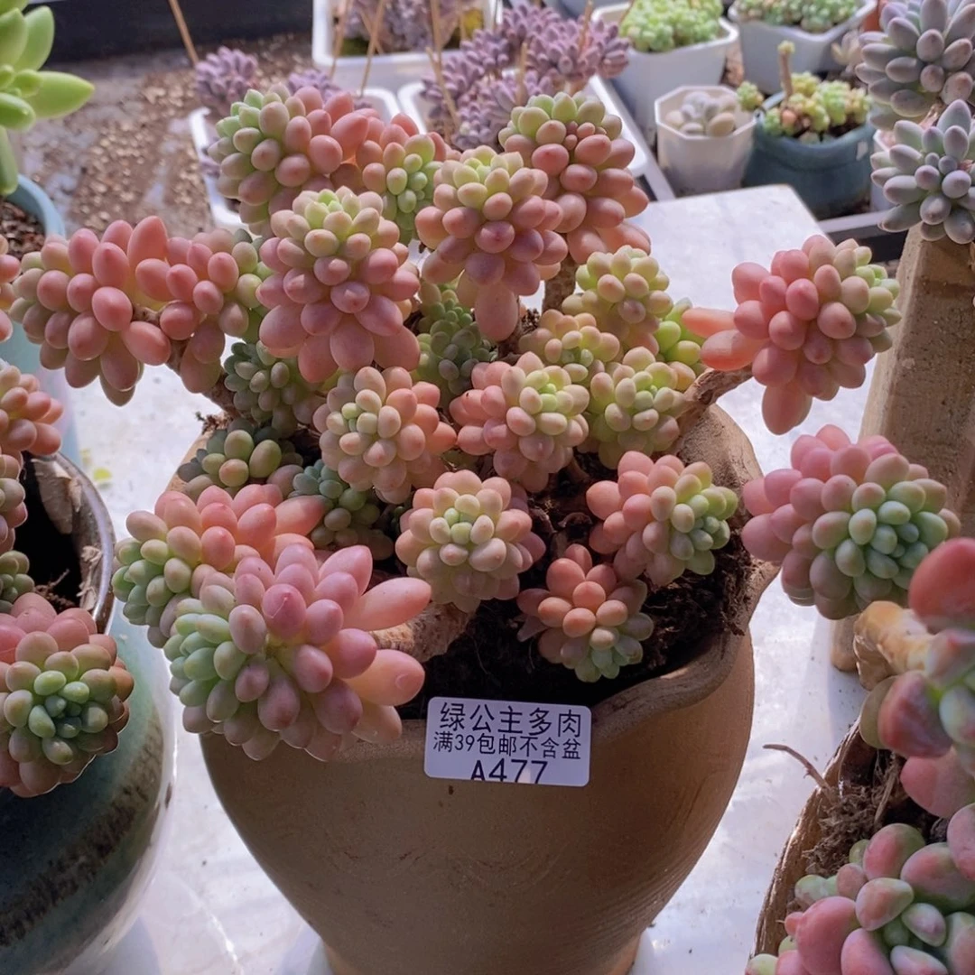 鱼子酱老桩18cm477多肉植物