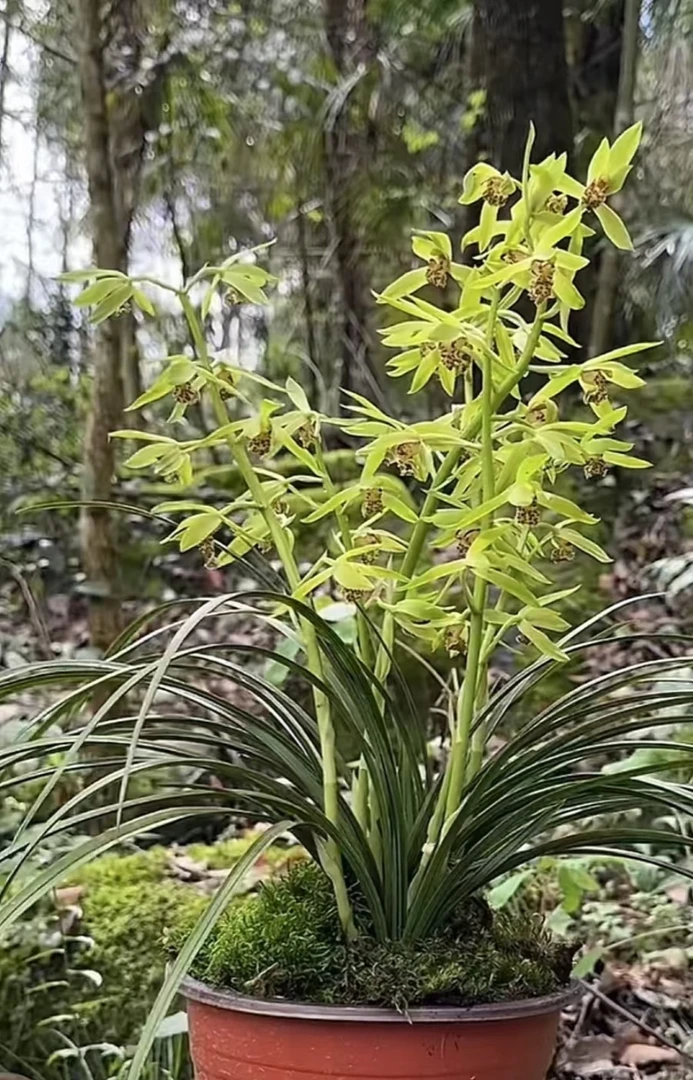 随州蕙兰九节兰自然苗盆景浓香型兰花苗（一物一拍）