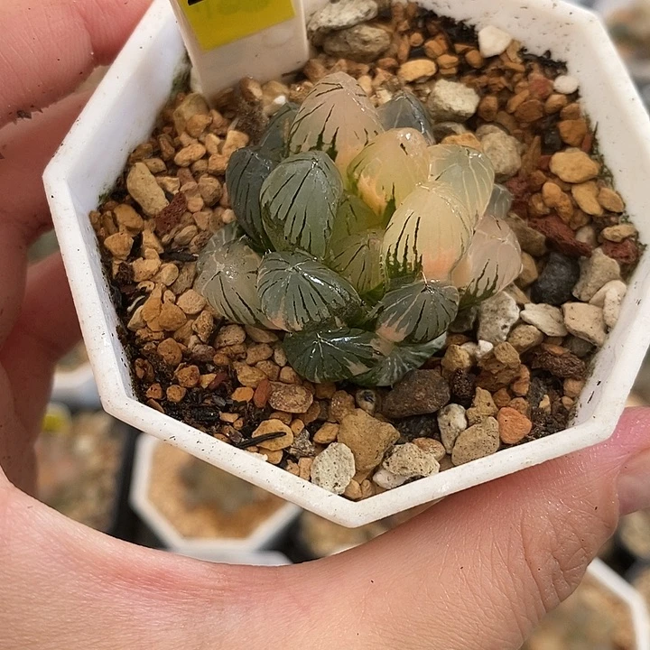 247龙爪玉露锦一物一拍
