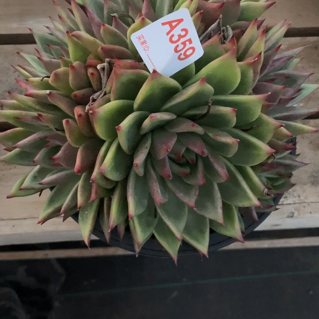 若如东云单拍A359