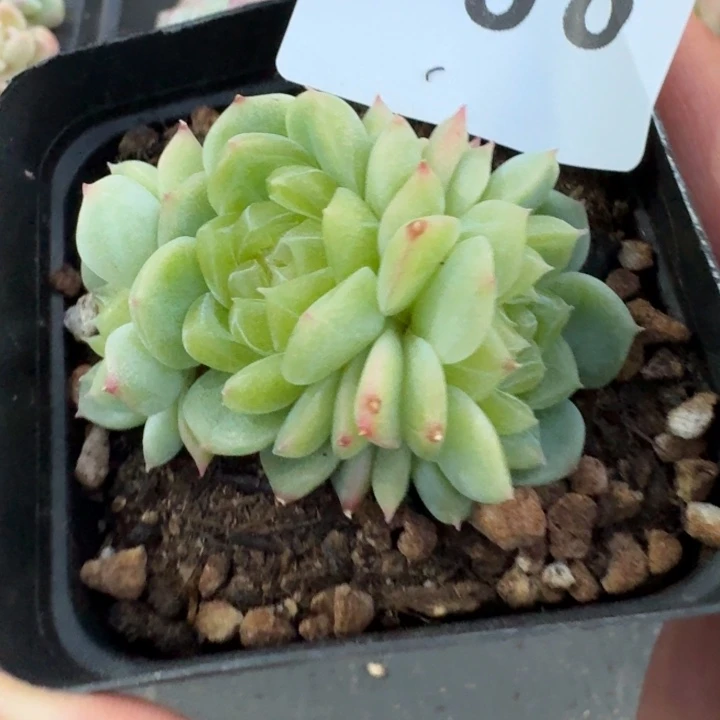 泼天财富  多肉植物