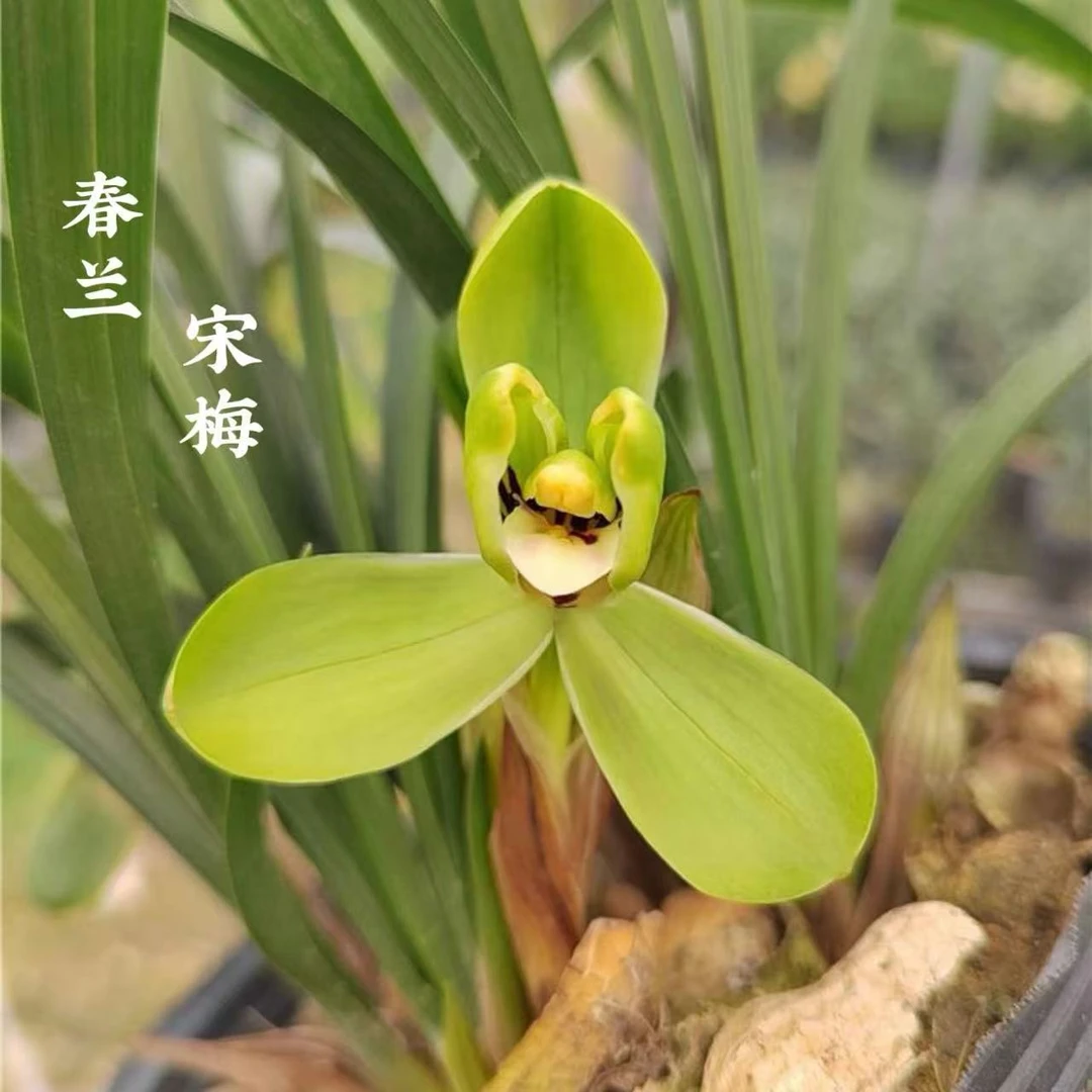 春兰【宋梅】花香浓香型精美兰花花期12月-3月 兰草盆栽