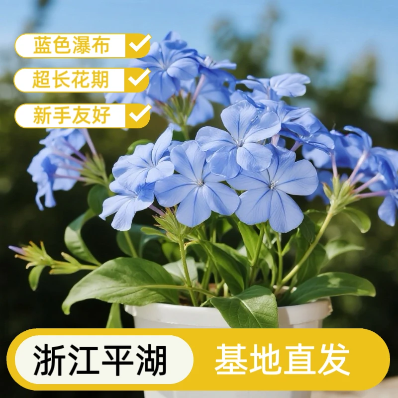 蓝雪花盆栽盆栽花卉大苗阳台耐热好养四季开花爬藤花卉