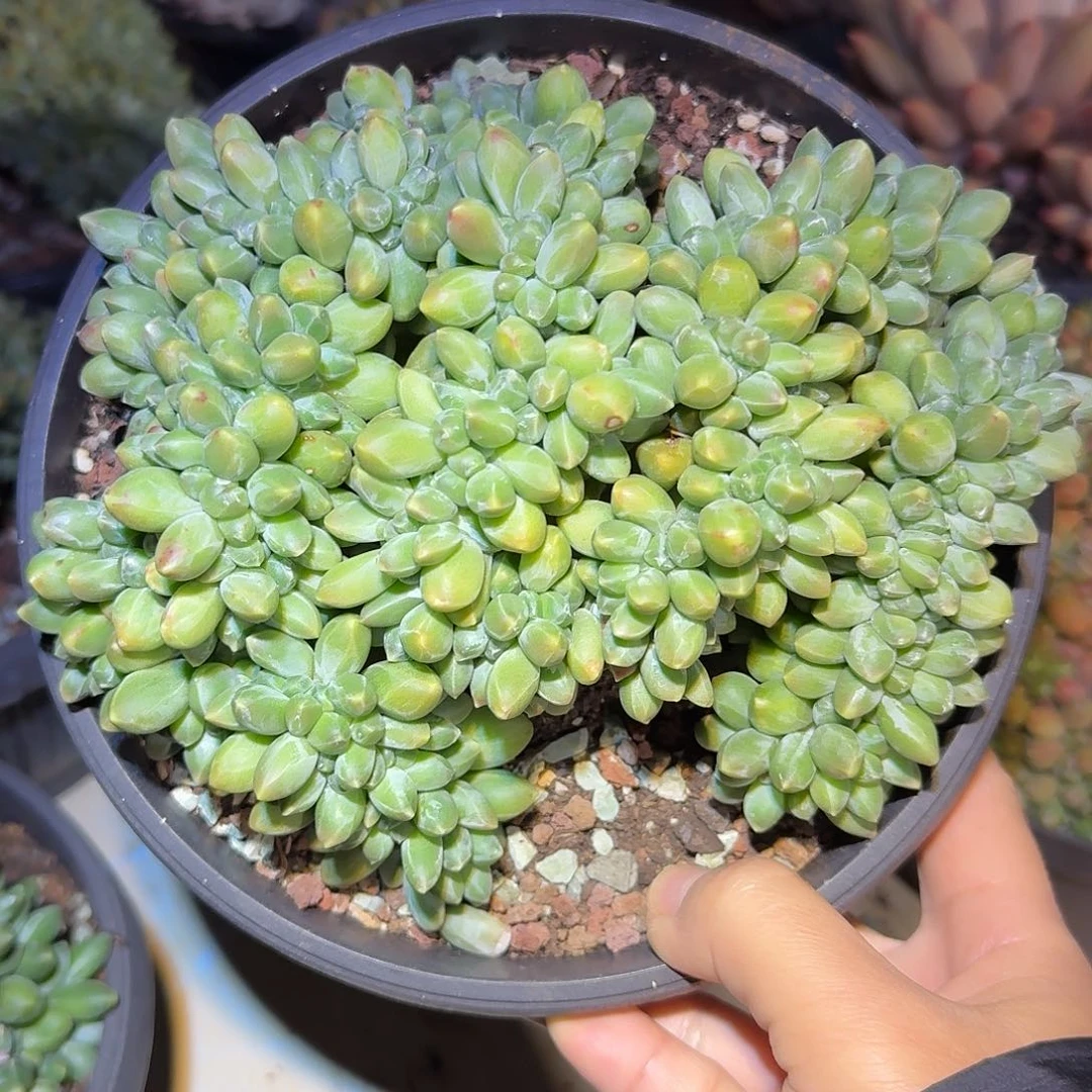 千代田之松缀化多肉