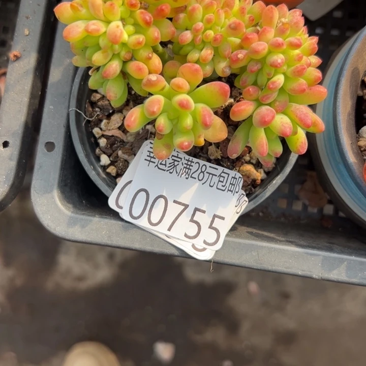 幸运的是我还在幸运