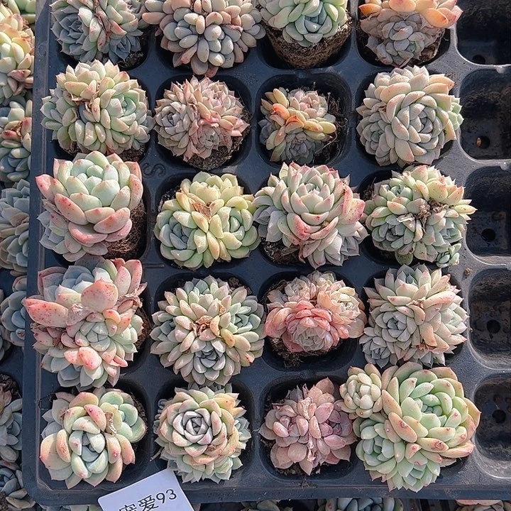 直播福利一物一拍93