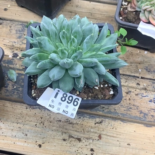 炕***院重楼朵朵896 亏本处理不退不换7-8天发货