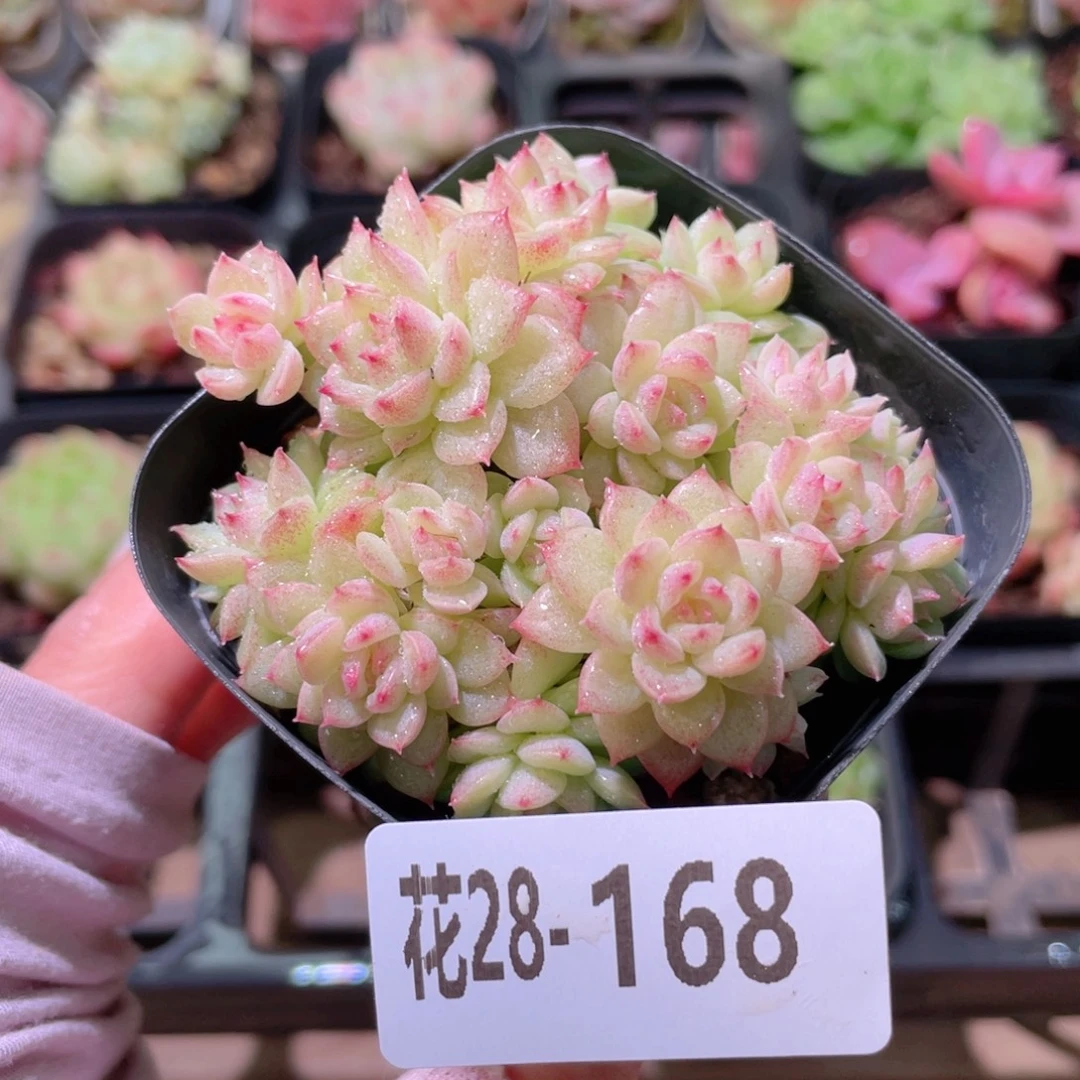 花利美28-168麦秆群
