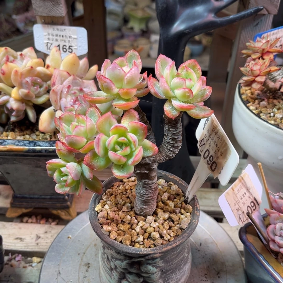 090多肉植物duonvtanvnim