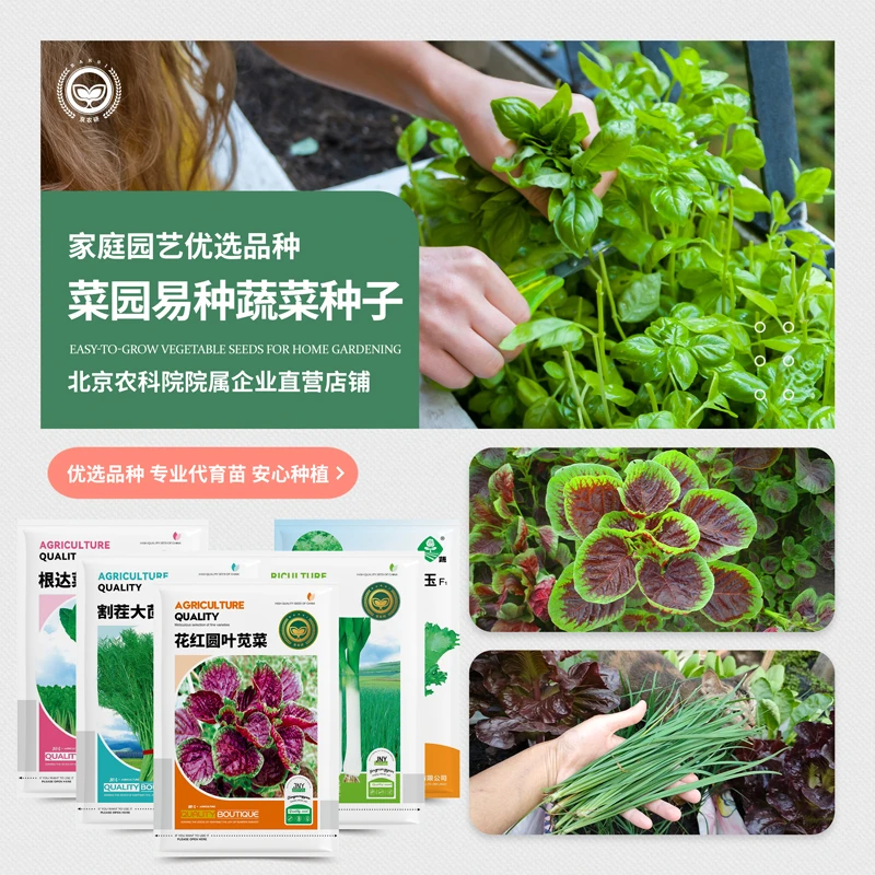 农科院蔬菜种子香菜小葱韭菜鸡毛菜芝麻菜紫苏茴香芥菜阳台种菜籽